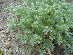 Artemisia campestris ssp martima